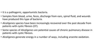 • It is a pathogenic, opportunistic bacteria.
• Samples from blood, urine, feces, discharge from ears, spinal fluid, and wounds
have produced this type of bacteria.
• Alcaligenes species have been increasingly recovered over the past decade from
patients with cystic fibrosis (CF).
• Some species of Alcaligenes are potential causes of chronic pulmonary disease in
patients with cystic fibrosis.
• Alcaligenes generate energy in a number of ways, including arsenite oxidation.
 