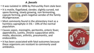 A. faecalis
• It was isolated in 1896 by Petruschky from stale beer.
• It is motile, flagellated, slender, slightly curved, not
spore-forming, slowly growing, non fermenting,
capsule forming, gram-negative aerobe of the family
Alcaligenaceae.
• Most commonly found in the alimentary tract as a
harmless saprophyte in 5% – 19% of the normal
population.
• Causes sepsis, meningitis, peritonitis, enteric fever,
appendicitis, cystitis, chronic suppurative otitis
media, abscesses, arthritis, pneumonitis, and
endocarditis.
• It has been associated with fatal outcomes because
these organisms are resistant to commonly used
antibiotics.
 