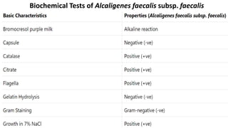 Biochemical Tests of Alcaligenes faecalis subsp. faecalis
 