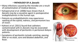 • PATHOLOGY OF A. faecalis
• Many infections caused by the microbe are a result
of contamination of medical devices.
• Kaliaperumal et al. (2006) have shown that A.
faecalis may be a causative agent in postoperative
endophthalmitis in the human eye.
• Patients on endophthalmitis may experience
swelling of the eyelid, redness, and permanent loss
of vision.
• Kahveci et al. (2011) found that catheters
contaminated with A. faecalis may be associated
with development of peritonitis in peritoneal dialysis
patients.
• Symptoms of peritonitis include vomiting, passing
little or no stool, sore and bloated abdomen, and
fever.
 