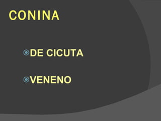 CONINA DE CICUTA VENENO 