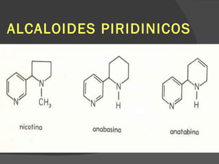 ALCALOIDES PIRIDINICOS 