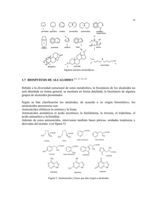 14
                                                                          N                       N                                    N
                 N                    N              N

               pirrolidina piperidina            piridina            pirrolicidina           quinolicidina                 tetrahidro
                                                                                                                           isoquinoleina

                                                            N                                                         O

                  N                                                                                               N            N
                                                                N                          N
                                           N
                                                                                                                      N       N
                                                                                                              O
               tropano            quinoleina              imidazol               indol                                     purina
                                                                                             N




                        N                                                                                         N                    N
                                                                                                                                                         N
                  O
                                                                N
                                                                                                                                   espermidina
                            diterpénico                                       esteroidal

                                                         Algunos núcleos alcaloídicos


1.7 BIOSÍNTESIS DE ALCALOIDES [12, 13, 14, 15]

Debido a la diversidad estructural de estos metabolitos, la biosíntesis de los alcaloides no
será abordada en forma general, se mostrará en forma detallada, la biosíntesis de algunos
grupos de alcaloides presentados.

Según se han clasificación los alcaloides, de acuerdo a su origen biosintético, los
aminoácidos precursores son:
Aminoácidos alifaticos la ornitina y la lisina
Aminoácidos aromáticos el ácido nicotínico, la fenilalanina, la tirosina, el triptofano, el
ácido antranílico y la histidina.
Además de estos aminoácidos, intervienen también bases púricas, unidades terpénicas y
derivadas del acetato. (ver figura 5)

                                                                                                   COOH
                                 COOH                                                                                                      COOH
                                                                    COOH
               H2N              NH2                                                      N                                             NH2
                                               H2N                  NH2
                                                                                    ácido nicotínico                      fenil alanina
                     ornitina                        lisina

                                                                                                                      COOH
                                                COOH                      COOH
                                                                                                                                 N                NH2
                                                                                                                  NH2
                                           NH2
                 HO                                                                                      N                                          COOH
                                                                      NH2                                 H                          N
                                tirosina                 ácido antranílico                       triptofano                          H
                                                                                                                                             histidina
                                  NH2                                           OH                                                 O

                                           N                                                 N                                               N
                            N                                             N                                                  N

                                  N        NH                       H2N         N            NH                       O            N         NH

                                 Adenina                                      guanina                                            xantina


                            Figura 5: Aminoácidos y bases que dan origen a alcaloides
 