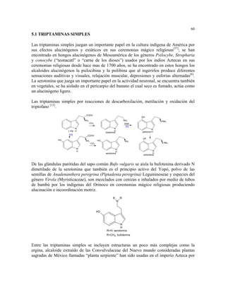 60
5.1 TRIPTAMINAS SIMPLES

Las triptaminas simples juegan un importante papel en la cultura indígena de América por
sus efectos alucinógenos y extáticos en sus ceremonias mágico religiosas[57]; se han
encontrado en hongos alucinógenos de Mesoamérica de los géneros Psilocybe, Stropharia
y conocybe (“teonacatl” o “carne de los dioses”) usados por los indios Aztecas en sus
ceremonias religiosas desde hace mas de 1700 años, se ha encontrado en estos hongos los
alcaloides alucinógenos la psilocibina y la psilibina que al ingerirlos produce diferentes
sensaciones auditivas y visuales, relajación muscular, depresiones y euforias alternadas[6].
La serotonina que juega un importante papel en la actividad neuronal, se encuentra también
en vegetales, se ha aislado en el pericarpio del banano el cual seco es fumado, actúa como
un alucinógeno ligero.

Las triptaminas simples por reacciones de descarboxilación, metilación y oxidación del
triptofano [15].
                                COOH
                                                                              OH
                               NH2                                     NH2                   N-Me2
                                     -CO2                              SAM
                                                                        [O]
                           N                               N                            N
                    L-trip H                               H                  psilocina H
                                                  triptamina
                     [O]         COOH
                                                                              OP
               HO              NH2           HO                        NH2
                                      -CO2                                                    N-Me2

                           N                                N
                           H                                H                            N
                                                  serotonina                             H
                                                                               psilocibina



De las glándulas parótidas del sapo común Bufo vulgaris se aísla la bufotenina derivado N
dimetilado de la serotonina que también es el principio activo del Yopó, polvo de las
semillas de Anadenanthera peregrina (Piptadenia peregrina) Leguminoseae y especies del
género Virola (Myristicaceae), son mezclados con cenizas e inhalados por medio de tubos
de bambú por los indígenas del Orinoco en ceremonias mágico religiosas produciendo
alucinación e incoordinación motriz.
                                                         R         R
                                                               N


                                             HO



                                                             N
                                                             H
                                                   R=H: serotonina
                                                   R=CH3: bufotenina


Entre las triptaminas simples se incluyen estructuras un poco más complejas como la
ergina, alcaloide extraído de las Convulvulaceae del Nuevo mundo consideradas plantas
sagradas de México llamadas “planta serpiente” han sido usadas en el imperio Azteca por
 