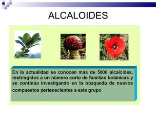 ALCALOIDES 
 