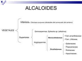 ALCALOIDES 
VEGETALES 
Inferiores: Claviceps purpurea (alcaloides del cornezuelo del centeno) 
Superiores 
Gimnospermas: Ephedra sp. (efedrina) 
Angiospermas 
• Fam amarillidaceae 
• Fam. Liliáceae 
Monocotiledoneas 
Dicotiledoneas 
• Solanaceas 
• Papaveraceas 
• Rubiaceas 
• Apocinaceas 
 