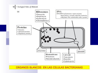 ORGANOS BLANCOS EN LAS CELULAS BACTERIANAS 
 