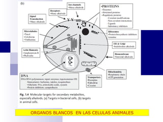 ORGANOS BLANCOS EN LAS CELULAS ANIMALES 
 