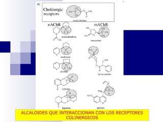 ALCALOIDES QUE INTERACCIONAN CON LOS RECEPTORES 
COLINERGICOS 
 