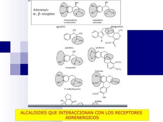 ALCALOIDES QUE INTERACCIONAN CON LOS RECEPTORES 
ADRENERGICOS 
 
