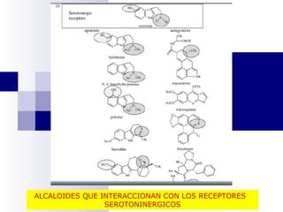 ALCALOIDES QUE INTERACCIONAN CON LOS RECEPTORES 
SEROTONINERGICOS 
 
