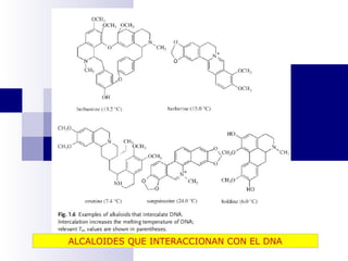 ALCALOIDES QUE INTERACCIONAN CON EL DNA 
 