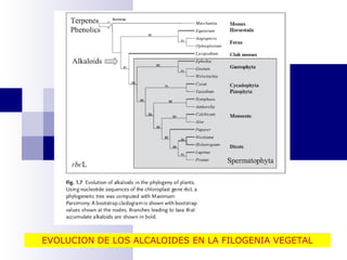 EVOLUCION DE LOS ALCALOIDES EN LA FILOGENIA VEGETAL 
 