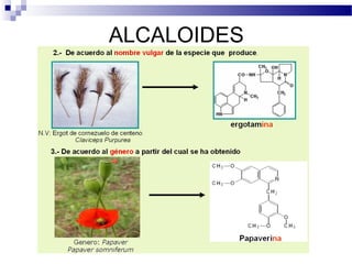 ALCALOIDES 
 