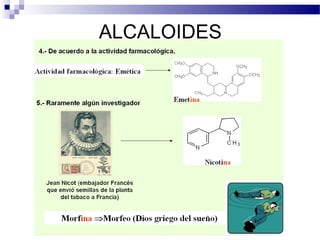 ALCALOIDES 
 