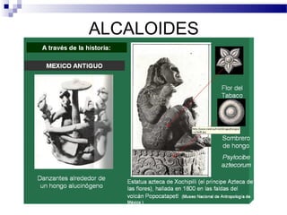 ALCALOIDES 
 