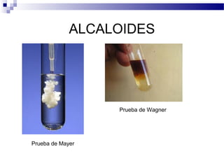ALCALOIDES 
Prueba de Mayer 
Prueba de Wagner 
 