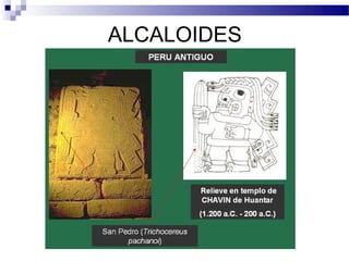 ALCALOIDES 
 