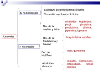 Alcaloides 
N no heterociclo 
N heterociclo 
Estructura de feniletilamina: efedrina 
Con anillo tropolona: colchicina 
Der. de la 
ornitina y lisina 
Der. de la 
fenilalanina y 
tirosina 
Der. del 
triptófano 
Alcaloides 
diversos 
Alcaloides tropánicos, 
pirrol, pirrolidina, 
pirrolizidina, piridina, 
piperidina, lupinano 
Isoquinoleína, aporfina 
Indol, quinoleína 
Imidazol, diterpénicos, 
esteroídicos, bases 
xánticas 
 