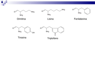 O 
NH2 
NH2 O 
NH2 
NH2 O 
NH2 
Orinitina Lisina Fenilalanina 
O 
NH2 OH 
Tirosina 
O 
NH2 
NH 
Triptofano 
 