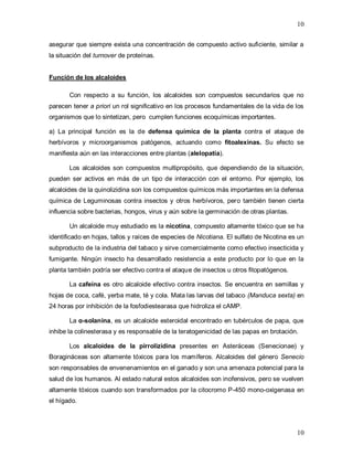 10
10
asegurar que siempre exista una concentración de compuesto activo suficiente, similar a
la situación del turnover de proteínas.
Función de los alcaloides
Con respecto a su función, los alcaloides son compuestos secundarios que no
parecen tener a priori un rol significativo en los procesos fundamentales de la vida de los
organismos que lo sintetizan, pero cumplen funciones ecoquímicas importantes.
a) La principal función es la de defensa química de la planta contra el ataque de
herbívoros y microorganismos patógenos, actuando como fitoalexinas. Su efecto se
manifiesta aún en las interacciones entre plantas (alelopatía).
Los alcaloides son compuestos multipropósito, que dependiendo de la situación,
pueden ser activos en más de un tipo de interacción con el entorno. Por ejemplo, los
alcaloides de la quinolizidina son los compuestos químicos más importantes en la defensa
química de Leguminosas contra insectos y otros herbívoros, pero también tienen cierta
influencia sobre bacterias, hongos, virus y aún sobre la germinación de otras plantas.
Un alcaloide muy estudiado es la nicotina, compuesto altamente tóxico que se ha
identificado en hojas, tallos y raíces de especies de Nicotiana. El sulfato de Nicotina es un
subproducto de la industria del tabaco y sirve comercialmente como efectivo insecticida y
fumigante. Ningún insecto ha desarrollado resistencia a este producto por lo que en la
planta también podría ser efectivo contra el ataque de insectos u otros fitopatógenos.
La cafeína es otro alcaloide efectivo contra insectos. Se encuentra en semillas y
hojas de coca, café, yerba mate, té y cola. Mata las larvas del tabaco (Manduca sexta) en
24 horas por inhibición de la fosfodiestearasa que hidroliza el cAMP.
La α-solanina, es un alcaloide esteroidal encontrado en tubérculos de papa, que
inhibe la colinesterasa y es responsable de la teratogenicidad de las papas en brotación.
Los alcaloides de la pirrolizidina presentes en Asteráceas (Senecionae) y
Boragináceas son altamente tóxicos para los mamíferos. Alcaloides del género Senecio
son responsables de envenenamientos en el ganado y son una amenaza potencial para la
salud de los humanos. Al estado natural estos alcaloides son inofensivos, pero se vuelven
altamente tóxicos cuando son transformados por la citocromo P-450 mono-oxigenasa en
el hígado.
 