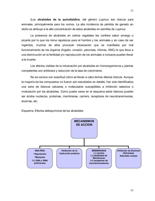 11
11
|Los alcaloides de la quinolizidina, del género Lupinus son tóxicos para
animales, principalmente para los ovinos. La alta incidencia de pérdida de ganado en
otoño se atribuye a la alta concentración de estos alcaloides en semillas de Lupinus.
La presencia de alcaloides en ciertos vegetales les confiere sabor amargo o
picante por lo que los torna repulsivos para el hombre y los animales y en caso de ser
ingeridos, muchos de ellos provocan intoxicación que se manifiesta por mal
funcionamiento de los órganos (hígado, corazón, páncreas, riñones, SNC) lo que lleva a
una disminución en la fertilidad y/o reproducción de los animales e inclusive pueden llevar
a la muerte.
Los efectos visibles de la intoxicación por alcaloides en microorganismos y plantas
competentes son antibiosis y reducción de la tasa de crecimiento.
No se conoce con exactitud cómo se llevan a cabo dichos efectos tóxicos. Aunque
la mayoría de los compuestos no fueron aún estudiados en detalle, han sido identificados
una serie de blancos celulares o moleculares susceptibles a inhibición selectiva o
modulación por los alcaloides. Como puede verse en el esquema estos blancos pueden
ser ácidos nucleicos, proteínas, membranas, carriers, receptores de neurotransmisores,
enzimas, etc.
Esquema. Efectos aleloquímicos de los alcaloides
MECANISMOS
DE ACCION
DNA-RNA
•Alquilación
•Mutación
•(-) DNA o RNA
polimerasa
Inhibición de la
traducción proteica
Inhibición de Enzimas
Hidrolasas
Adenilato ciclasa
MEMBRANAS
(-) carriers
(-) establidad de
Membranas
(+) receptores de
neurotransmisores
 