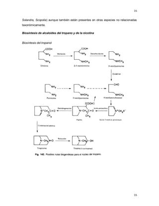 16
16
Solandra, Scopolia) aunque también están presentes en otras especies no relacionadas
taxonómicamente.
Biosíntesis de alcaloides del tropano y de la nicotina
Biosíntesis del tropanol
 