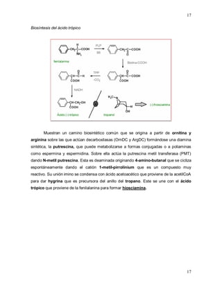 17
17
Biosíntesis del ácido trópico
Muestran un camino biosintético común que se origina a partir de ornitina y
arginina sobre las que actúan decarboxilasas (OrnDC y ArgDC) formándose una diamina
sintética, la putrescina, que puede metabolizarse a formas conjugadas o a poliaminas
como espermina y espermidina. Sobre ella actúa la putrescina metil transferasa (PMT)
dando N-metil putrescina. Esta es deaminada originando 4-amino-butanal que se cicliza
espontáneamente dando el catión 1-metil-pirrolinium que es un compuesto muy
reactivo. Su unión imino se condensa con ácido acetoacético que proviene de la acetilCoA
para dar hygrina que es precursora del anillo del tropano. Este se une con el ácido
trópico que proviene de la fenilalanina para formar hiosciamina.
 