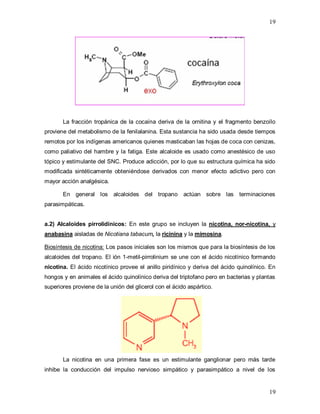 19
19
La fracción tropánica de la cocaína deriva de la ornitina y el fragmento benzoílo
proviene del metabolismo de la fenilalanina. Esta sustancia ha sido usada desde tiempos
remotos por los indígenas americanos quienes masticaban las hojas de coca con cenizas,
como paliativo del hambre y la fatiga. Este alcaloide es usado como anestésico de uso
tópico y estimulante del SNC. Produce adicción, por lo que su estructura química ha sido
modificada sintéticamente obteniéndose derivados con menor efecto adictivo pero con
mayor acción analgésica.
En general los alcaloides del tropano actúan sobre las terminaciones
parasimpáticas.
a.2) Alcaloides pirrolidínicos: En este grupo se incluyen la nicotina, nor-nicotina, y
anabasina aisladas de Nicotiana tabacum, la ricinina y la mimosina.
Biosíntesis de nicotina: Los pasos iniciales son los mismos que para la biosíntesis de los
alcaloides del tropano. El ión 1-metil-pirrolinium se une con el ácido nicotínico formando
nicotina. El ácido nicotínico provee el anillo piridínico y deriva del ácido quinolínico. En
hongos y en animales el ácido quinolínico deriva del triptofano pero en bacterias y plantas
superiores proviene de la unión del glicerol con el ácido aspártico.
La nicotina en una primera fase es un estimulante ganglionar pero más tarde
inhibe la conducción del impulso nervioso simpático y parasimpático a nivel de los
 