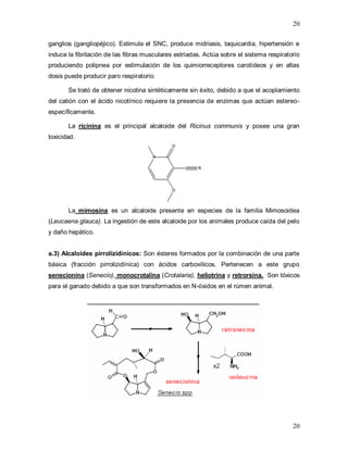 20
20
ganglios (gangliopéjico). Estimula el SNC, produce midriasis, taquicardia, hipertensión e
induce la fibrilación de las fibras musculares estriadas. Actúa sobre el sistema respiratorio
produciendo polipnea por estimulación de los quimiorreceptores carotídeos y en altas
dosis puede producir paro respiratorio.
Se trató de obtener nicotina sintéticamente sin éxito, debido a que el acoplamiento
del catión con el ácido nicotínico requiere la presencia de enzimas que actúan estereo-
específicamente.
La ricinina es el principal alcaloide del Ricinus communis y posee una gran
toxicidad.
La mimosina es un alcaloide presente en especies de la familia Mimosoidea
(Leucaena glauca). La ingestión de este alcaloide por los animales produce caída del pelo
y daño hepático.
a.3) Alcaloides pirrolizidínicos: Son ésteres formados por la combinación de una parte
básica (fracción pirrolizidínica) con ácidos carboxílicos. Pertenecen a este grupo
senecionina (Senecio), monocrotalina (Crotalaria), heliotrina y retrorsina. Son tóxicos
para el ganado debido a que son transformados en N-óxidos en el rúmen animal.
 
