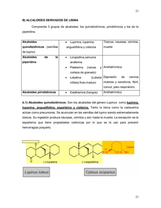 21
21
B) ALCALOIDES DERIVADOS DE LISINA
Comprende 3 grupos de alcaloides: los quinolizidínicos, pirrolidínicos y los de la
piperidina.
Alcaloides
quinolizidínicos (semillas
de lupino)
 Lupinina, lupanina,
angustifolina y cisticina
Tóxicos, nauseas, vómitos,
muerte
Alcaloides de la
piperidina
 Licopodina,cernuina
anaferina
 Peleterina (raíces y
corteza de granado)
 Lobelina (Lobelia
inflata) fruto maduro
Antihelmíntica
Depresión de nervios
motores y sensitivos, fibril,
convul, paro respiratorio
Alcaloides pirrolidínicos  Eslaframina (hongos) Antihelmíntico
b.1) Alcaloides quinolizidínicos: Son los alcaloides del género Lupinus como lupinina,
lupanina, angustifolina, esparteína y cistisina. Tanto la lisina como la cadaverina
actúan como precursores. Se acumulan en las semillas del lupino siendo extremadamente
tóxicos. Su ingestión produce náuseas, vómitos y aún hasta la muerte. La excepción es la
esparteína que tiene propiedades oxitócicas por lo que se la usó para prevenir
hemorragias posparto.
 