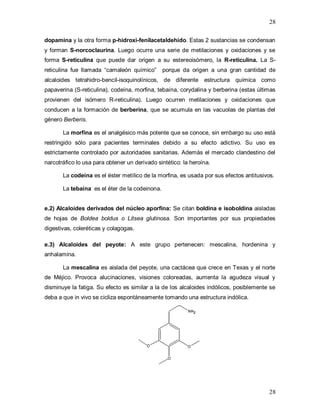 28
28
dopamina y la otra forma p-hidroxi-fenilacetaldehído. Estas 2 sustancias se condensan
y forman S-norcoclaurina. Luego ocurre una serie de metilaciones y oxidaciones y se
forma S-reticulina que puede dar origen a su estereoisómero, la R-reticulina. La S-
reticulina fue llamada “camaleón químico” porque da origen a una gran cantidad de
alcaloides tetrahidro-bencil-isoquinolínicos, de diferente estructura química como
papaverina (S-reticulina), codeína, morfina, tebaína, corydalina y berberina (estas últimas
provienen del isómero R-reticulina). Luego ocurren metilaciones y oxidaciones que
conducen a la formación de berberina, que se acumula en las vacuolas de plantas del
género Berberis.
La morfina es el analgésico más potente que se conoce, sin embargo su uso está
restringido sólo para pacientes terminales debido a su efecto adictivo. Su uso es
estrictamente controlado por autoridades sanitarias. Además el mercado clandestino del
narcotráfico lo usa para obtener un derivado sintético: la heroína.
La codeína es el éster metílico de la morfina, es usada por sus efectos antitusivos.
La tebaína es el éter de la codeinona.
e.2) Alcaloides derivados del núcleo aporfina: Se citan boldina e isoboldina aisladas
de hojas de Boldea boldus o Litsea glutinosa. Son importantes por sus propiedades
digestivas, coleréticas y colagogas.
e.3) Alcaloides del peyote: A este grupo pertenecen: mescalina, hordenina y
anhalamina.
La mescalina es aislada del peyote, una cactácea que crece en Texas y el norte
de Méjico. Provoca alucinaciones, visiones coloreadas, aumenta la agudeza visual y
disminuye la fatiga. Su efecto es similar a la de los alcaloides indólicos, posiblemente se
deba a que in vivo se cicliza espontáneamente tomando una estructura indólica.
 