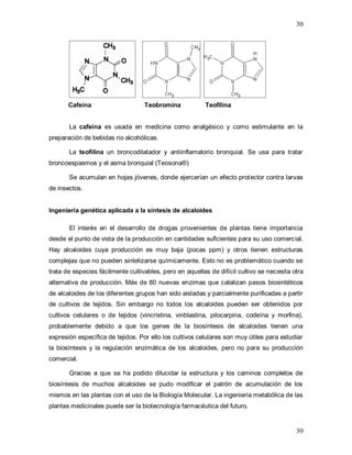 30
30
Cafeína Teobromina Teofilina
La cafeína es usada en medicina como analgésico y como estimulante en la
preparación de bebidas no alcohólicas.
La teofilina un broncodilatador y antiinflamatorio bronquial. Se usa para tratar
broncoespasmos y el asma bronquial (Teosona®)
Se acumulan en hojas jóvenes, donde ejercerían un efecto protector contra larvas
de insectos.
Ingeniería genética aplicada a la síntesis de alcaloides
El interés en el desarrollo de drogas provenientes de plantas tiene importancia
desde el punto de vista de la producción en cantidades suficientes para su uso comercial.
Hay alcaloides cuya producción es muy baja (pocas ppm) y otros tienen estructuras
complejas que no pueden sintetizarse químicamente. Esto no es problemático cuando se
trata de especies fácilmente cultivables, pero en aquellas de difícil cultivo se necesita otra
alternativa de producción. Más de 80 nuevas enzimas que catalizan pasos biosintéticos
de alcaloides de los diferentes grupos han sido aisladas y parcialmente purificadas a partir
de cultivos de tejidos. Sin embargo no todos los alcaloides pueden ser obtenidos por
cultivos celulares o de tejidos (vincristina, vinblastina, pilocarpina, codeína y morfina),
probablemente debido a que los genes de la biosíntesis de alcaloides tienen una
expresión específica de tejidos. Por ello los cultivos celulares son muy útiles para estudiar
la biosíntesis y la regulación enzimática de los alcaloides, pero no para su producción
comercial.
Gracias a que se ha podido dilucidar la estructura y los caminos completos de
biosíntesis de muchos alcaloides se pudo modificar el patrón de acumulación de los
mismos en las plantas con el uso de la Biología Molecular. La ingeniería metabólica de las
plantas medicinales puede ser la biotecnología farmacéutica del futuro.
 