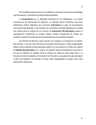 31
31
Así es posible expresar genes que codifiquen la formación de enzimas heterólogas
que favorezcan la biosíntesis de determinados alcaloides.
La escopolamina es un alcaloides producido por las Solanáceas y su fuente
comercial son las plantaciones de Duboisia en Australia, Brasil e Indonesia. Hay otras
Solanáceas (Atropa belladona) que acumulan hiosciamina en lugar de escopolamina
como el principal alcaloide. Si se introduce en las plantas de Atropa belladponna un cDNA
que codifica para la síntesis de una enzima: la hiosciamina 6ß-hidroxilasa usando el
Agrobacterium tumefaciens se pueden obtener plantas transgénicas de Atropa que
contienen mayores concentraciones de escopolamina que las plantas salvajes.
Las semillas de Brassica napus (canola) son usadas en la producción de aceites.
Sus residuos no sirven como alimento de animales porque tienen un sabor desagradable
debido al alto contenido de glucosinolatos indólicos. Si se introduce un cDNA que codifica
la triptofan-decarboxilasa de C. roseus, se obtienen plantas transgénicas de canola en
las que el triptófano es dirigido hacia la síntesis de triptamina (que luego lleva a la
formación de otros alcaloides). Al impedirse la formación y acumulación de glucosinolatos
a partir del triptófano, las semillas no tienen sabor desagradable y pueden servir para
alimentación del ganado.
 