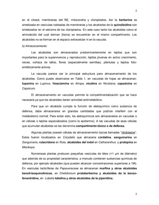 5
5
en el citosol, membranas del RE, mitocondria y cloroplastos. Así la berberina es
sintetizada en vesículas rodeadas de membranas y los alcaloides de la quinolizidina son
sintetizados en el estroma de los cloroplastos. En este caso tanto los alcaloides como el
aminoácido del cual derivan (lisina) se encuentran en el mismo compartimento. Los
alcaloides no se forman en el espacio extracelular ni en la vacuola.
b) Almacenamiento
Los alcaloides son almacenados predominantemente en tejidos que son
importantes para la supervivencia y reproducción, tejidos jóvenes en activo crecimiento,
raíces, corteza de tallos, flores (especialmente semillas), plántulas y tejidos foto-
sintéticamente activos.
La vacuola parece ser la principal estructura para almacenamiento de los
alcaloides. Como puede observarse en Tabla 1, en vacuolas de hojas se almacenan:
lupanina en Lupinus, hiosciamina en Atropa, nicotina en Nicotiana, capsaicina en
Capsicum.
El almacenamiento en vacuolas permite la compartimentalización que se hace
necesaria ya que los alcaloides tienen actividad antimetabólica.
Para que un alcaloide cumpla la función de aleloquímico como sustancia de
defensa, debe almacenarse en grandes cantidades que podrían interferir con el
metabolismo normal. Para evitar esto, los aleloquímicos son almacenados en vacuolas o
en células o tejidos especializados (como la epidermis). A las vacuolas de esas células
que acumulan alcaloides se las denomina compartimento tóxico o de defensa.
Algunas plantas poseen células de almacenamiento típicas llamadas “idioblastos”.
Estos fueron localizados en Corydalis que almacena cordalina, sanguinarina en
Sanguinaria, rutacridona en Ruta, alcaloides del indol en Catharanthus y protopina en
Macleaya.
Numerosas plantas producen pequeñas vesículas de látex (<1 μm de diámetro)
que además de su propiedad característica, a menudo contienen sustancias químicas de
defensa, por ejemplo alcaloides (que pueden alcanzar concentraciones superiores a 1M).
En vesículas lacticíferas de Papaveraceae se almacenan morfina y otros alcaloides
benzil-isoquinolínicos, en Chelidonium protoberberina y alcaloides de la benzo-
fenantridina, en Lobelia lobelina y otros alcaloides de la piperidina.
 