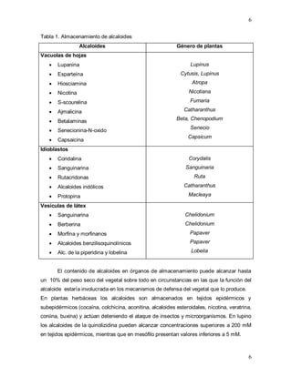 6
6
Tabla 1. Almacenamiento de alcaloides
Alcaloides Género de plantas
Vacuolas de hojas
 Lupanina
 Esparteína
 Hiosciamina
 Nicotina
 S-scourelina
 Ajmalicina
 Betalaminas
 Senecionina-N-oxido
 Capsaicina
Lupinus
Cytusis, Lupinus
Atropa
Nicotiana
Fumaria
Catharanthus
Beta, Chenopodium
Senecio
Capsicum
Idioblastos
 Coridalina
 Sanguinarina
 Rutacridonas
 Alcaloides indólicos
 Protopina
Corydalis
Sanguinaria
Ruta
Catharanthus
Macleaya
Vesículas de látex
 Sanguinarina
 Berberina
 Morfina y morfinanos
 Alcaloides benzilisoquinolínicos
 Alc. de la piperidina y lobelina
Chelidonium
Chelidonium
Papaver
Papaver
Lobelia
El contenido de alcaloides en órganos de almacenamiento puede alcanzar hasta
un 10% del peso seco del vegetal sobre todo en circunstancias en las que la función del
alcaloide estaría involucrada en los mecanismos de defensa del vegetal que lo produce.
En plantas herbáceas los alcaloides son almacenados en tejidos epidérmicos y
subepidérmicos (cocaína, colchicina, aconitina, alcaloides esteroidales, nicotina, veratrina,
coniina, buxina) y actúan deteniendo el ataque de insectos y microorganismos. En lupino
los alcaloides de la quinolizidina pueden alcanzar concentraciones superiores a 200 mM
en tejidos epidérmicos, mientras que en mesófilo presentan valores inferiores a 5 mM.
 
