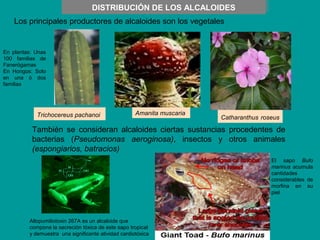 DISTRIBUCIÓN DE LOS ALCALOIDES
DISTRIBUCIÓN DE LOS ALCALOIDES
Los principales productores de alcaloides son los vegetales

En plantas: Unas
100 familias de
Fanerógamas
En Hongos: Solo
en una ó dos
familias

Trichocereus pachanoi

Amanita muscaria

Catharanthus roseus

También se consideran alcaloides ciertas sustancias procedentes de
bacterias (Pseudomonas aeroginosa), insectos y otros animales
(espongiarios, batracios)
El sapo Bufo
marinus acumula
cantidades
considerables de
morfina en su
piel

Allopumiliotoxin 267A es un alcaloide que
compone la secreción tóxica de este sapo tropical
y demuestra una significante atividad cardiotóxica

 