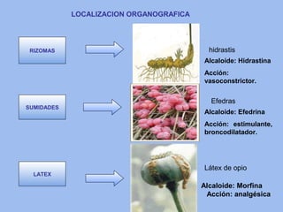 LOCALIZACION ORGANOGRAFICA

RIZOMAS

hidrastis
Alcaloide: Hidrastina
Acción:
vasoconstrictor.

SUMIDADES

Efedras
Alcaloide: Efedrina
Acción: estimulante,
broncodilatador.

LATEX

Látex de opio
Alcaloide: Morfina
Acción: analgésica

 