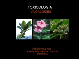 TOXICOLOGÍA

a

ALCALOIDES

PRESENTADO POR:
KAREN MONTESINOS Y VICTOR
JARAMILLO

 