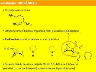 alcaloides TROPÂNICOS
• Derivados da L-ornitina
• Estrutura comum bicíclica: tropano-8-metil-8-azabiciclo[3,2,1]octano
• Anel tropânico: anel pirrolidina + anel piperidina
• Dependendo da posição  ou  da OH em C-3, define-se 2 isômeros
geométricos: tropanol (tropina) e pseudotropanol (pseudotropina)
cocaína
1 2
3
4
5
6
7
8
 