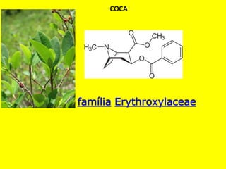 Erythroxylum coca var. coca
COCA
família Erythroxylaceae
( Erythroxylum coca)
origem
 