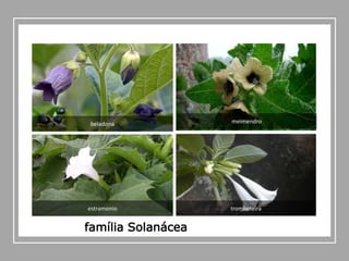 beladona
estramonio
meimendro
trombeteira
família Solanácea
 