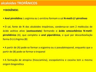 alcaloides TROPÂNICOS
BIOGÊNESE:
• Anel pirrolidina: L-arginina ou L-ornitina formam o sal N-metil-1-pirrolíneo
• O sal, fonte de N dos alcaloides tropânicos, condensa-se com 2 moléculas de
ácido acético ativo (acetoacetato) formando o ácido cetocarbônico N-metil-
pirrolidínico (A), que completa o anel piperidínico, o qual por descarboxilação
forma D-(+)-higrina (B)
• A partir de (A) pode-se formar a ecgonina ou o pseudotropanol, enquanto que a
partir de (B) pode-se formar o tropanol
• A formação de atropina (hiosciamina), escopolamina e cocaína tem a mesma
origem biogenética
 
