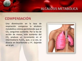 Una disminución en la tasa de
respiración compensa la alcalosis
metabólica crónica permitiendo que el
CO2 sanguíneo aumente. Por la ley de
acción de masas, este aumento del
CO2 produce un incremento en el
intermediario H2CO3, que, a su vez, se
disocia en bicarbonato y H+, bajando
así el pH.
 