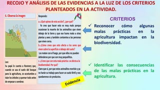 RECOJO Y ANÁLISIS DE LAS EVIDENCIAS A LA LUZ DE LOS CRITERIOS
PLANTEADOS EN LA ACTIVIDAD.
 Reconocer cómo algunas
malas prácticas en la
agricultura impactan en la
biodiversidad.
 Identificar las consecuencias
de las malas prácticas en la
agricultura.
CRITERIOS
 