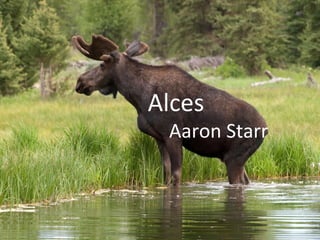Alces
Aaron Starr
 