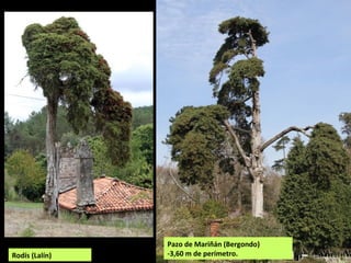 Rodís (Lalín)
Castelo de Soutomaior
-3,95 m de perímetro
 