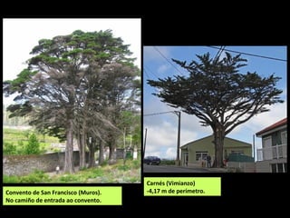 Follas escamiformes, de 2 a 5 mm, de cor verde escura, bastante grosas e de
olor a limón.
Conos femininos de 2 a 4 cm, redondeados e verdes que collen cor púrpura ao
maduraren, e masculinos de 3 a 5 mm e cor amarela.
 
