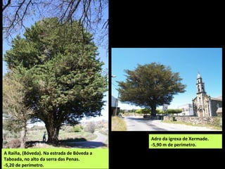 Xardín do Malecón (Ortigueira).
-Ata 24,6 m de altura e 6,6 m de perímetro.
INCLUÍDOS NO CATÁLOGO DE ÁRBORES SENLLEIRAS DA XUNTA DE GALIZA.
 