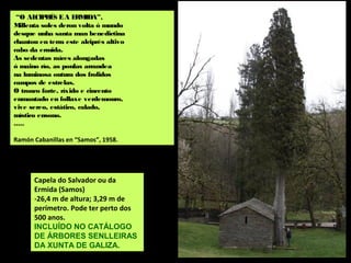 Capela do Salvador ou da
Ermida (Samos)
-26,4 m de altura; 3,29 m de
perímetro. Pode ter perto dos
500 anos.
INCLUÍDO NO CATÁLOGO
DE ÁRBORES SENLLEIRAS
DA XUNTA DE GALIZA.
“O ALCIPRÉS EA ERMIDA”,
Millenta soles deron volta ó mundo
desque unha santa man benedictina
chantou en terra este alciprés altivo
cabo da ermida.
As sedentas raíces alongadas
ó maino río, as ponlas arrandea
na luminosa outura dos frolidos
campos de estrelas.
O tronco forte, ríxido e cincento
enmantado en follaxe verdemouro,
vive sereo, estático, calado,
místico ensono.
.....
Ramón Cabanillas en “Samos”, 1958.
 